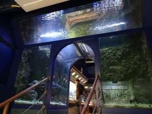 Aquarium de la maison des Remparts - Géoparc de Dignes