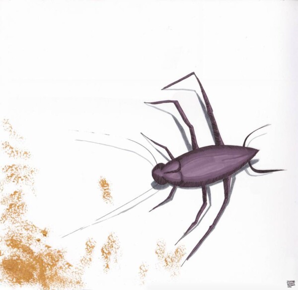 Dessin au feutre : cafard violet