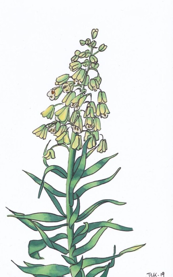 Dessin feutre et stylo d'une fritillaire et ses fleurs