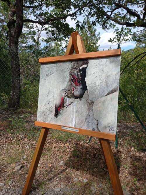 Photographie d'oiseau en extérieur - Musée promenade de Dignes les bains