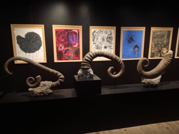 G Autard - Amonites géantes - Maison des remparts du Géoparc de Haute provence