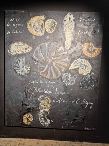 Georges Autard - Amonites géantes à la Maison des Remparts de Dignes